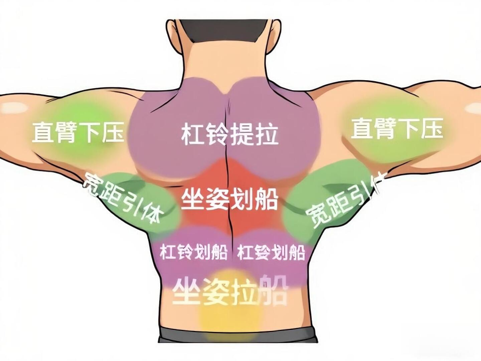 三角肌前中